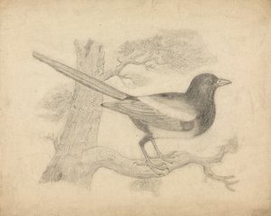 ağaçta bir saksağan by James Sowerby