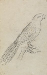 Bir papağan by James Sowerby