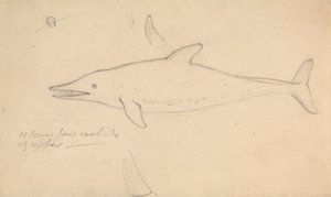 Porpoise mi? by James Sowerby