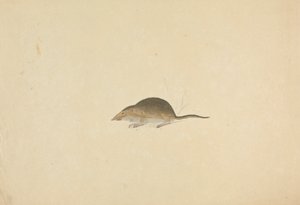 Bir Fare by James Sowerby