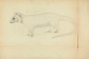 Gelincik by James Sowerby