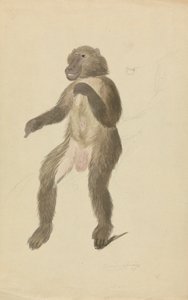 bir mandrel by James Sowerby
