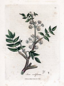 Ache sahte su teresi - Sürünen yaban havucu, Sium nodiflorum. William Woodville'den James Sowerby ve Sir William Jackson Hooker'ın “” Medical Botany,” John Bohn, Londra'dan yaptığı bir botanik illüstrasyondan elde boyanmış bakır levha gravürü by James Sowerby