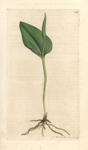 Toplayıcının dili, Ophioglossum vulgatum (Ophioglossum) James Sowerby'nin James Smith's English Botany, Londra'dan yaptığı bir illüstrasyondan sonra elle boyanmış bakır levha gravürü by James Sowerby