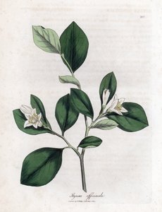 Aliboufier - Storax, Styrax officinalis. William Woodville'den James Sowerby ve Sir William Jackson Hooker'ın "" Medical Botany"," John Bohn, Londra'dan yaptığı bir botanik illüstrasyondan elle boyanmış bakır levha gravürü by James Sowerby
