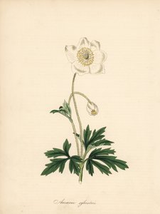 Matkap uçlarından anemon - Kardelen anemon, Anemon sylvestris. James Sowerby'nin William Curtis'in “Botanical Magazine”deki bir çiziminden alınmıştır.” C. Chabot'un el boyaması çinkografı Bayan MA Burnett'in “” Plantae Utiliores: or Illus&# by James Sowerby