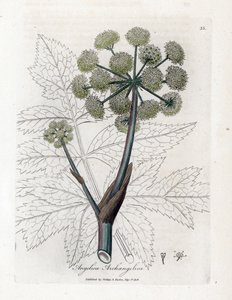 Angelique true veya officinal veya başmelek - Garden angelica, Angelica archangelica. William Woodville'den James Sowerby ve Sir William Jackson Hooker'ın “” Medical Botany,” John Bohn adlı eserinden bir botanik illüstrasyondan elde boyanmış bakır  by James Sowerby