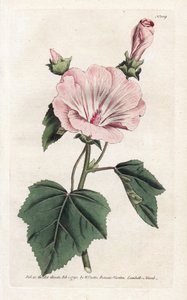 Yıllık mor veya üç ayda bir lavater - William Curtis'in Botanical Magazine'den (1746-1799) James Sowerby (1757-1822) tarafından yazılan Litografi by James Sowerby