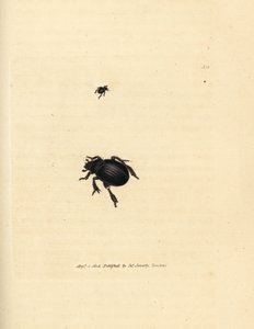 Aphodius arenarius böceği (Scarabaeus ovalis). The British Miscellany'den James Sowerby tarafından elle boyanmış bakır levha gravürü veya yeni, nadir veya az bilinen hayvan konularının renkli figürleri. by James Sowerby