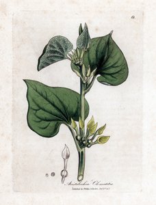 Aristoloche clematite - Tırmanan doğum otu, Aristolochia clematitis. William Woodville'den James Sowerby ve Sir William Jackson Hooker'ın “” Medical Botany,” John Bohn, Londra'dan yaptığı bir botanik illüstrasyondan elde boyanmış bakır levha gr by James Sowerby