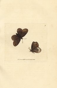 Arran kahverengisi, Erebia ligea (Papilio ligea). The British Miscellany'den James Sowerby tarafından elle boyanmış bakır levha gravürü veya yeni, nadir veya az bilinen hayvan konularının renkli figürleri. by James Sowerby
