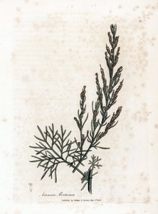 Aurone veya limon otu veya adaçayı limon otu - Southernwood, Artemisia abrotanum. William Woodville'den James Sowerby'nin ve Sir William Jackson Hooker'ın “” Medical Botany,” John Bohn, Londra'dan yaptığı bir botanik illüstrasyondan elle bo by James Sowerby