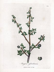 Mekke Balzamı veya Galaad Balzamı - Mekke Balzamı, Commiphora gileadensis. William Woodville'den James Sowerby ve Sir William Jackson Hooker'ın "" Medical Botany"," John Bohn, Londra'dan yaptığı bir botanik illüstrasyondan e