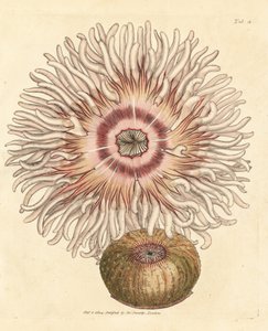 Boncuklu anemon, Actinia equina. The British Miscellany'den James Sowerby tarafından elle boyanmış bakır levha gravürü veya yeni, nadir veya az bilinen hayvan konularının renkli figürleri. by James Sowerby