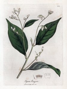 Benzoin - Benjamin ağacı, Styrax benzoin. William Woodville'den James Sowerby ve Sir William Jackson Hooker'ın “” Medical Botany,” John Bohn, Londra'dan yaptığı bir botanik illüstrasyondan elle boyanmış bakır levha gravürü by James Sowerby