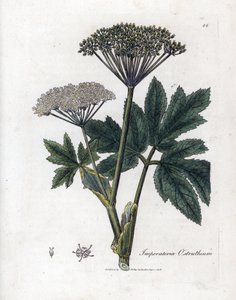 Benzoin veya Imperatory - Ortak ustalık, Imperatoria ostruthium. William Woodville'den James Sowerby ve Sir William Jackson Hooker'ın “” Medical Botany,” John Bohn, Londra'dan yaptığı bir botanik illüstrasyondan elde boyanmış bakır levha gravür by James Sowerby