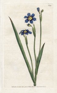 Dar yapraklı Bermudian - James Sowerby'nin (1757-1822) litografisi, William Curtis'in (1746-1799) Botanical Magazine dergisinden by James Sowerby