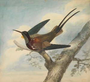Cennet Kuşu ve Verso: Bir Çiçeğin Taslağı by James Sowerby