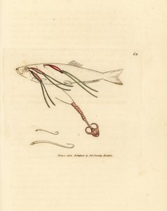 Bir spreyin gözünde kanla beslenen kopepod paraziti, Lernaeenicus sprattae (Lernaea sprattae). Ve bir istiridye kabuğunda bulunan başka bir garip solucan. The British Miscellany'den James Sowerby'nin el boyaması bakır levha gravürü veya yeni, nadir by James Sowerby