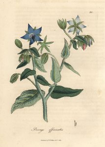 Mavi çiçekli hodan, Borago officinalis by James Sowerby