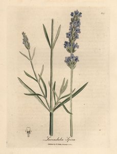 Mavi çiçekli lavanta, Lavandula spica