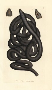 Ayakkabı bağı solucanı, Lineus longissimus. The British Miscellany'den James Sowerby tarafından elle boyanmış bakır levha gravürü veya yeni, nadir veya az bilinen hayvan konularının renkli figürleri. by James Sowerby