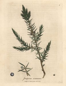 Ardıç dalı ve meyveleri, Juniperus communis by James Sowerby