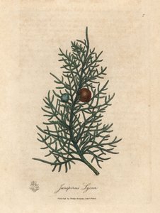 Sedir ağacının dalı ve meyveleri, Juniperus lycia