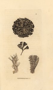Bugulina avicularia (Flustra avicularis). The British Miscellany'den James Sowerby tarafından elle boyanmış bakır levha gravürü veya yeni, nadir veya az bilinen hayvan konularının renkli figürleri. by James Sowerby