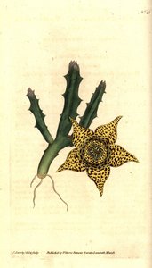 Kaktüs nişastası - Orbea variegata (Alacalı stapelia, Stapelia variegata). William Curtis'in The Botanical Magazine'den James Sowerby'nin el boyaması bakır levha gravürü ve botanik çizimi, Lambeth Marsh, Londra by James Sowerby
