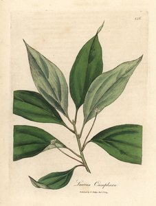 Kafur ağacı, Laurus camphora by James Sowerby