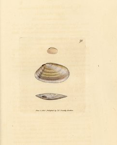 Candystick tellina kabuğu, Tellina similis. The British Miscellany'den James Sowerby tarafından elle boyanmış bakır levha gravürü veya yeni, nadir veya az bilinen hayvan konularının renkli figürleri. by James Sowerby