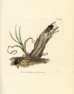 Carabus nitens böceği. The British Miscellany'den James Sowerby tarafından elle boyanmış bakır levha gravürü veya yeni, nadir veya az bilinen hayvan konularının renkli figürleri. by James Sowerby