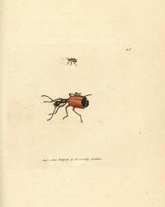 Carabus rotundicollis böceği. The British Miscellany'den James Sowerby tarafından elle boyanmış bakır levha gravürü veya yeni, nadir veya az bilinen hayvan konularının renkli figürleri. by James Sowerby