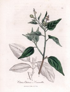 Cascarille officinale veya yumuşak veya sahte quinquina ağacı - Cascarilla, Croton (Clutia) eluteria. William Woodville'den James Sowerby'nin ve Sir William Jackson Hooker'ın “” Medical Botany,” John adlı eserinden bir botanik illüstrasyondan e by James Sowerby