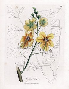 Sinameki, sahte sene, sahte keçiboynuzu ağacı, altın duş veya canefier - Altın duş ağacı, Sinameki fistülü. William Woodville'den James Sowerby ve Sir William Jackson Hooker'ın “” Medical Botany adlı kitabından bir botanik illüstrasyondan elde boya by James Sowerby