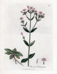 Centauree Chironia - Centaury, Chironia centaurium. William Woodville'den James Sowerby ve Sir William Jackson Hooker'ın "" Medical Botany"," John Bohn, Londra'dan yaptığı bir botanik illüstrasyondan elle boyanmış bakır levh by James Sowerby