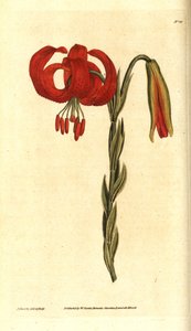Chalcedonian zambak - Chalcedonian zambak, Lilium chalcedonicum. William Curtis'in The Botanical Magazine'den James Sowerby'nin el boyaması bakır levha gravürü ve botanik çizimi, Lambeth Marsh, Londra by James Sowerby