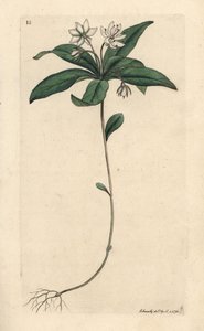Kuş otu kış yeşili, Lysimachia europaea (Trientalis europaea) (Trientale d'Europe) James Sowerby'nin James Smith's English Botany, Londra'dan yaptığı bir illüstrasyondan sonra elle boyanmış bakır levha gravürü by James Sowerby