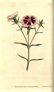 Çin karanfili - Çin pembesi veya Hint pembesi, Dianthus chinensis. William Curtis'in The Botanical Magazine'den James Sowerby'nin el boyaması bakır levha gravürü ve botanik çizimi, Lambeth Marsh, Londra by James Sowerby
