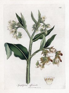 Karakafes - Karakafes, Symphytum officinale. William Woodville'den James Sowerby ve Sir William Jackson Hooker'ın "" Medical Botany"," John Bohn, Londra'dan yaptığı bir botanik illüstrasyondan elle boyanmış bakır levha gravü by James Sowerby