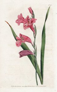 Common Glaieul - James Sowerby'nin (1757-1822) Litografisi, William Curtis'in (1746-1799) Botanical Magazine'den by James Sowerby