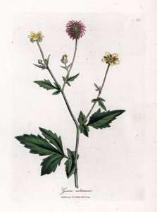 Saint Benoit - Wood avens, Geum urbanum'un ortak benoit veya otu. William Woodville'den James Sowerby ve Sir William Jackson Hooker'ın "" Medical Botany"," John Bohn, Londra'dan yaptığı bir botanik illüstrasyondan elle b by James Sowerby