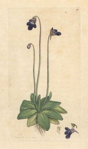 Bayağı tereyağlı, Pinguicula vulgaris (grassette) James Smith's English Botany, Londra'dan James Sowerby tarafından yapılan bir illüstrasyondan sonra elle boyanmış bakır levha gravürü by James Sowerby