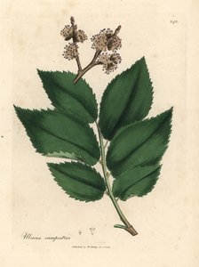 Ortak karaağaç, Ulmus Plastris by James Sowerby