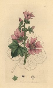 Ebegümeci, Malva sylvestris James Smith'in İngiliz Botaniği için James Sowerby tarafından yapılmış bir çizimden sonra elle boyanmış bakır levha gravürü by James Sowerby