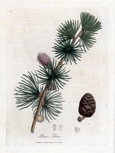 Yaygın veya Avrupa meleze - Avrupa karaçam ağacı, Larix decidua. William Woodville'den James Sowerby ve Sir William Jackson Hooker'ın "" Medical Botany"," John Bohn, Londra'dan yaptığı bir botanik illüstrasyondan elle boyanm by James Sowerby