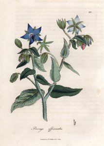 Özet hodan. Botanique Medicinale'de James Sowerby'nin (1757-1822) bir çiziminden elde boyanmış bakır gravür by James Sowerby