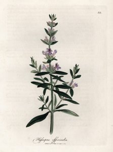 Özet çördük. Botanique Medicinale'de James Sowerby'nin (1757-1822) bir çiziminden elde boyanmış bakır gravür by James Sowerby