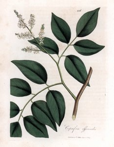 Copaier - Copaiva Balzamı, Copaifera officinalis. William Woodville'den James Sowerby ve Sir William Jackson Hooker'ın “” Medical Botany,” John Bohn, Londra'dan yaptığı bir botanik illüstrasyondan elle boyanmış bakır levha gravürü by James Sowerby